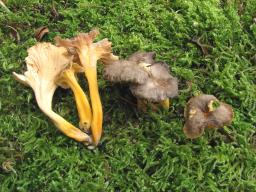 Craterellus lutescens