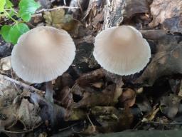 Mycena cinereopileata