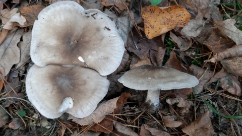 Clitocybe nebularis