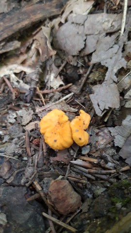 Cantharellus friesii