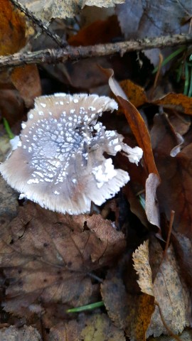 Amanita pantherina