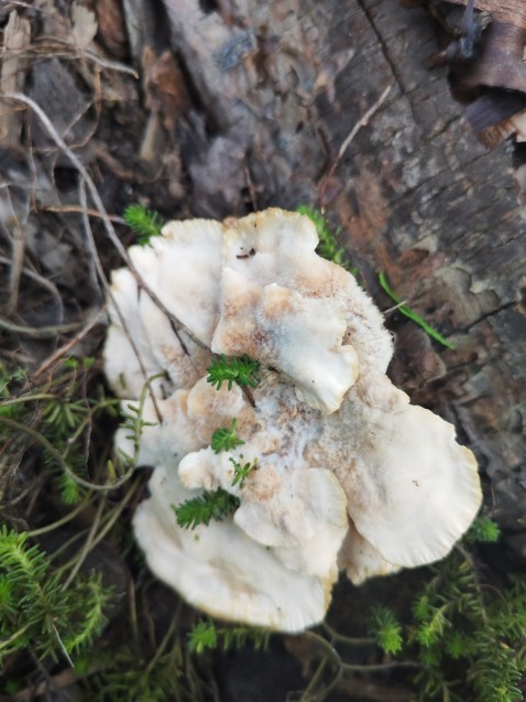 Abortiporus biennis