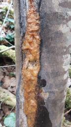 Fusicolla merismoides