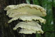 Laetiporus sulphureus