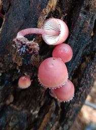 Mycena haematopus