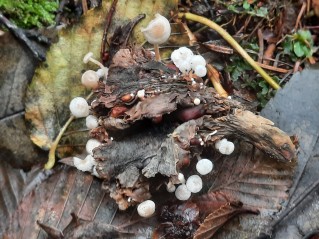 Collybia tuberosa