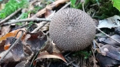 Lycoperdon umbrinum