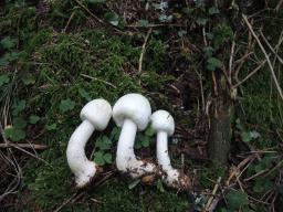 Agaricus sylvicola