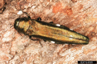 Agrilus biguttatus