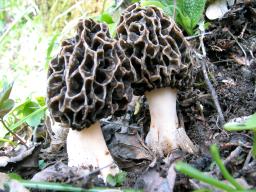 Morchella esculenta