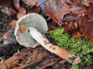 Hypholoma lateritium