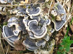 Trametes versicolor