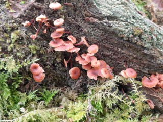 Xeromphalina campanella