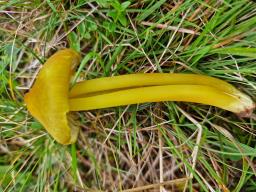 Hygrocybe citrinovirens