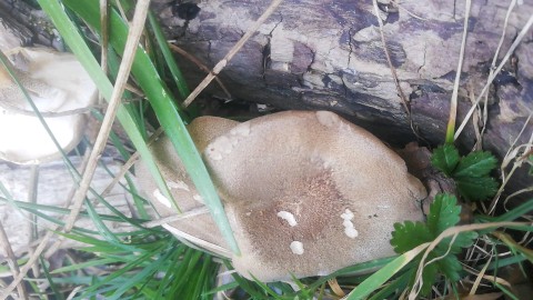 Lentinus substrictus