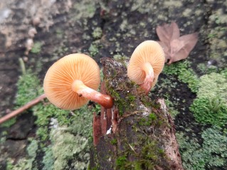 Gymnopilus penetrans