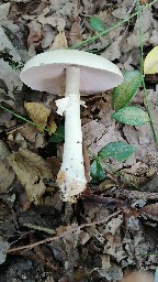 Agaricus sylvicola