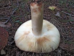 Russula faginea