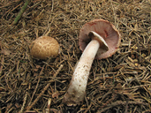 Agaricus sylvaticus