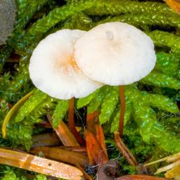 Mycetinis scorodonius