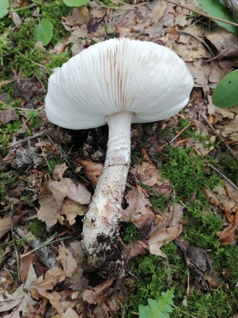 Amanita excelsa