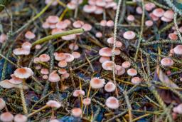 Mycena rosella