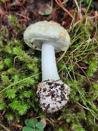 Amanita citrina