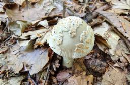 Amanita griseofulva