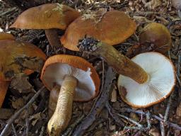 Tricholoma aurantium