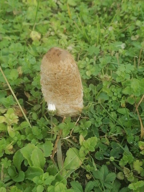 Coprinus comatus