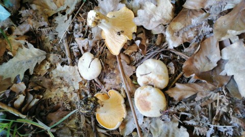 Cantharellus cibarius