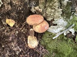 Tapinella atrotomentosa