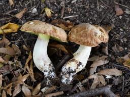 Hemileccinum depilatum