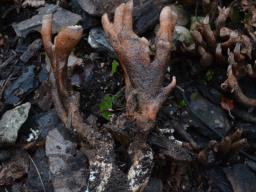 Xylaria guepinii