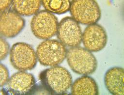 Puccinia phyllostachydis