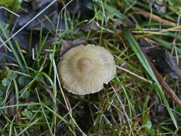Inocybe sindonia