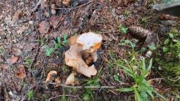 Hypomyces lateritius