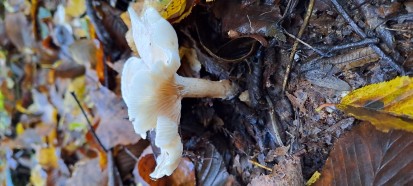 Clitocybe dealbata