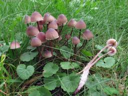 Mycena haematopus