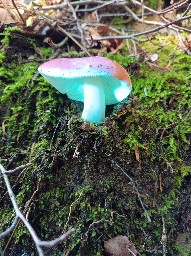 Russula nobilis