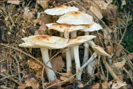 Rhodocollybia maculata