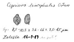 Parasola leiocephala