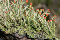 Cladonia macilenta