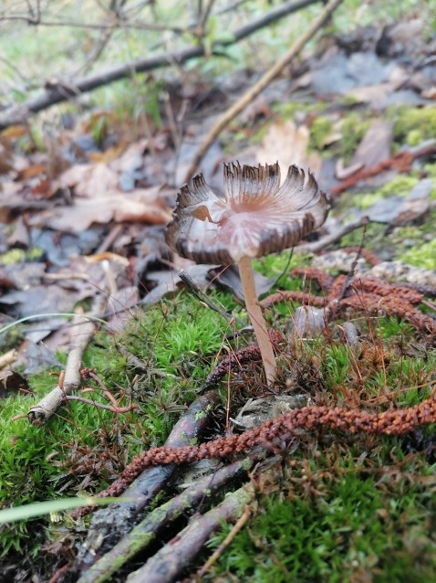 Coprinellus micaceus