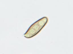 Xerocomellus ripariellus