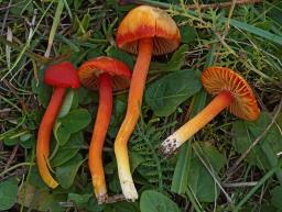 Hygrocybe coccinea