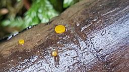Miladina lecithina