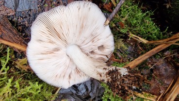 Pluteus cervinus