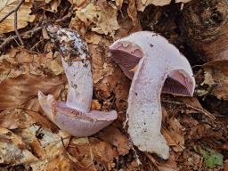 Cortinarius camphoratus