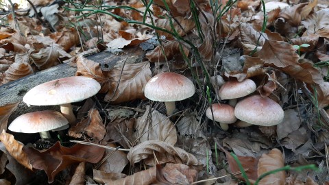 Hypholoma lateritium